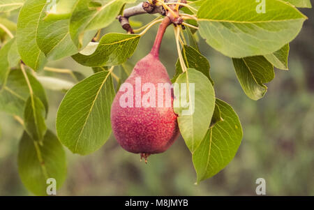 Red Pear Tree hängen am Baum Stockfoto