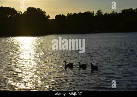 Sonnenuntergang am See Stockfoto