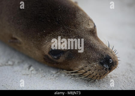 Galapagos-Seelöwe Stockfoto