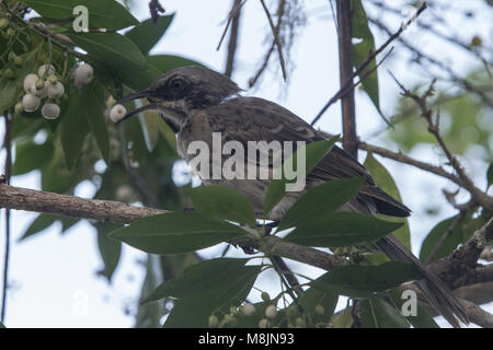 Chatham Mockingbird Stockfoto