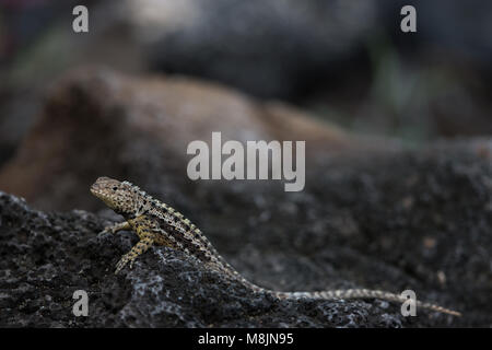 Lava-Eidechse Stockfoto