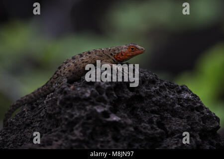 Lava-Eidechse Stockfoto