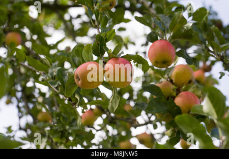 Malus "Marschall Oyama" Früchte auf dem Baum. Stockfoto