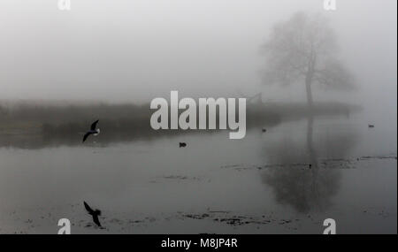 Ein einsamer Misty gespiegelt Baum und Gull in den stillen Wassern des Pen Teiche im Londoner Richmond Royal Park wider Stockfoto