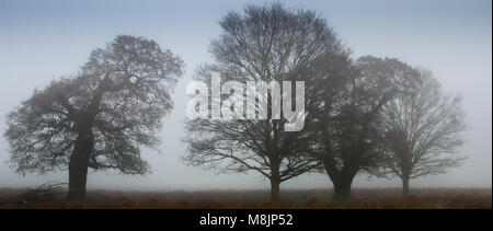 Misty am frühen Morgen mit vier blattlosen reife Eichen Silhouette gegen einen Oktober sky im Richmond Park in London. Stockfoto