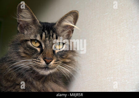 Eine Katze wartet geduldig an der örtlichen Tierheim angenommen werden. Stockfoto