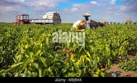 Ernte Gelbe und Rote Paprika in einem Feld. Gruppe von Arbeitnehmern Paprika Ernte an der Plantage neben Traktor. Stockfoto