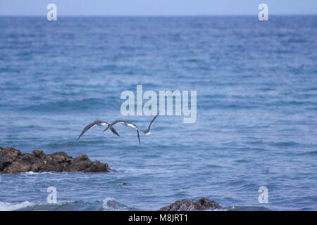 Aiguas Blanques Agua Blanca Ibiza Strand mit türkisblauen Wasser auf dem Sand von einem Meer Strand, soft Wave und solar Blendung. Stockfoto