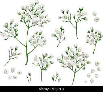 Set Sammlung von gypsophila Blumen in Aquarell Stil auf weißem Hintergrund. Stock Vektor