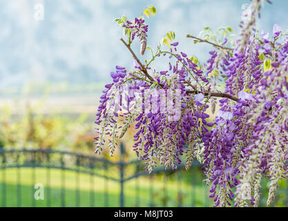 Wisteria Blumen. Wisteria (auch buchstabiertes Glyzinien oder Wysteria) ist eine Gattung von Blütenpflanzen in der hülsenfrucht Familie Fabaceae (Leguminosae). Stockfoto