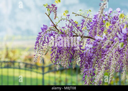 Wisteria Blumen. Wisteria (auch buchstabiertes Glyzinien oder Wysteria) ist eine Gattung von Blütenpflanzen in der hülsenfrucht Familie Fabaceae (Leguminosae). Stockfoto