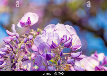 Wisteria Blumen. Wisteria (auch buchstabiertes Glyzinien oder Wysteria) ist eine Gattung von Blütenpflanzen in der hülsenfrucht Familie Fabaceae (Leguminosae). Stockfoto