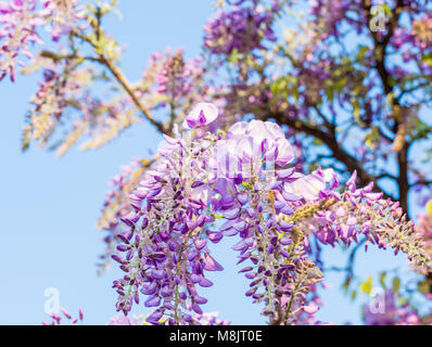 Wisteria Blumen. Wisteria (auch buchstabiertes Glyzinien oder Wysteria) ist eine Gattung von Blütenpflanzen in der hülsenfrucht Familie Fabaceae (Leguminosae). Stockfoto