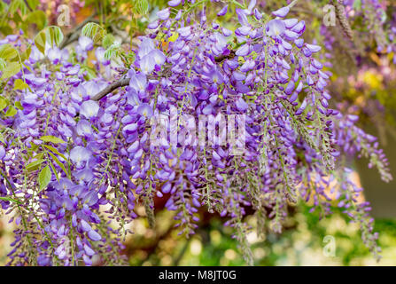 Wisteria Blumen. Wisteria (auch buchstabiertes Glyzinien oder Wysteria) ist eine Gattung von Blütenpflanzen in der hülsenfrucht Familie Fabaceae (Leguminosae). Stockfoto