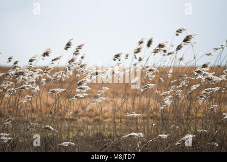 Bereich der wildes Gras und winkte weht im Wind mit hellem Sonnenlicht wie landwirtschaftliche Kulturpflanzen und Stockfoto