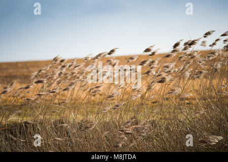 Bereich der wildes Gras und winkte weht im Wind mit hellem Sonnenlicht wie landwirtschaftliche Kulturpflanzen und Stockfoto