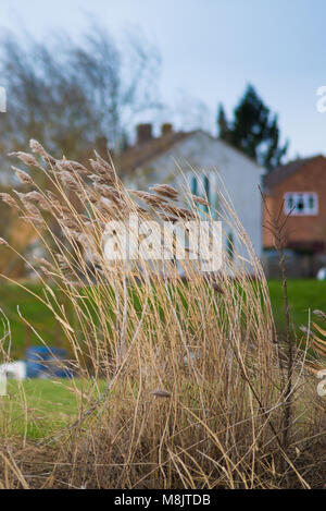 Bereich der wildes Gras und winkte weht im Wind mit hellem Sonnenlicht wie landwirtschaftliche Kulturpflanzen mit landwirtschaftlichen Gebäuden im Hintergrund und Stockfoto