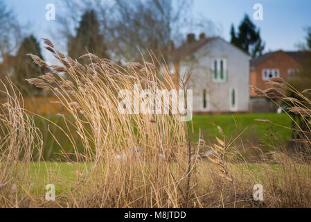 Bereich der wildes Gras und winkte weht im Wind mit hellem Sonnenlicht wie landwirtschaftliche Kulturpflanzen mit landwirtschaftlichen Gebäuden im Hintergrund und Stockfoto