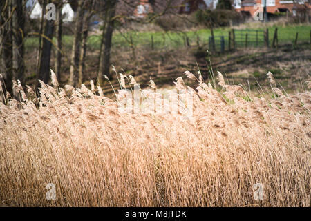 Bereich der wildes Gras und winkte weht im Wind mit hellem Sonnenlicht wie landwirtschaftliche Kulturpflanzen mit landwirtschaftlichen Gebäuden im Hintergrund und Stockfoto