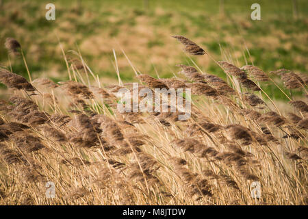 Bereich der wildes Gras und winkte weht im Wind mit hellem Sonnenlicht wie landwirtschaftliche Kulturpflanzen mit landwirtschaftlichen Gebäuden im Hintergrund und Stockfoto