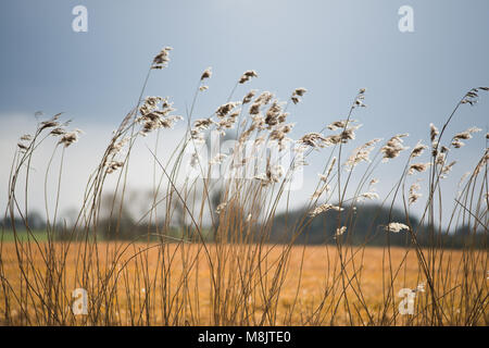 Bereich der wildes Gras und winkte weht im Wind mit hellem Sonnenlicht wie landwirtschaftliche Kulturpflanzen mit landwirtschaftlichen Gebäuden im Hintergrund und Stockfoto