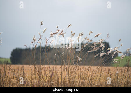Bereich der wildes Gras und winkte weht im Wind mit hellem Sonnenlicht wie landwirtschaftliche Kulturpflanzen mit landwirtschaftlichen Gebäuden im Hintergrund und Stockfoto