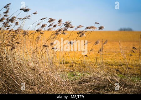 Bereich der wildes Gras und winkte weht im Wind mit hellem Sonnenlicht wie landwirtschaftliche Kulturpflanzen und Stockfoto