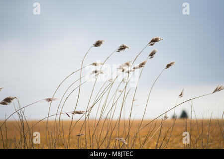 Bereich der wildes Gras und winkte weht im Wind mit hellem Sonnenlicht wie landwirtschaftliche Kulturpflanzen und Stockfoto