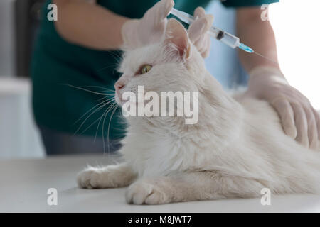 Tierarzt impfen Katze in Klinik Stockfoto
