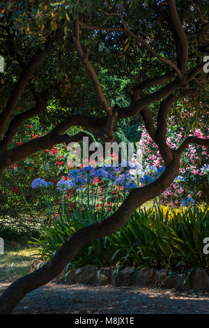 Blick auf die leuchtenden Blumen und Pflanzen unter Bäumen in den Schatten in der bunten angelegten Villa Celimontana Gärten von Rom auf der Celian Hill Stockfoto