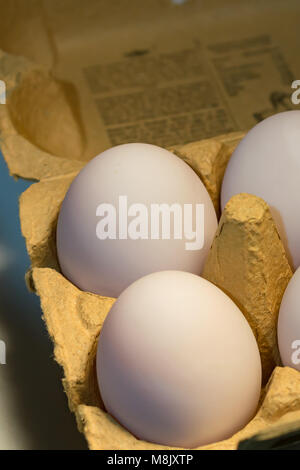 6 Ente Eier Stockfoto