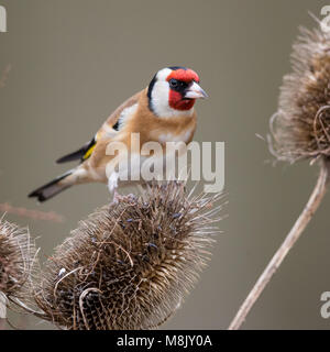 Nach Goldfinch thront auf einigen Karde Stockfoto