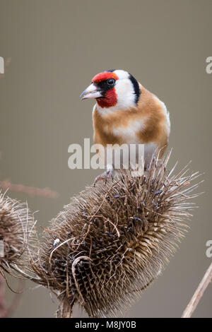 Nach Goldfinch thront auf einigen Karde Stockfoto