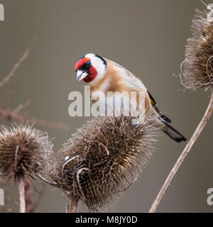 Nach Goldfinch thront auf einigen Karde Stockfoto