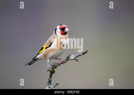 Nach goldfinch Vogel auf einem Zweig Stockfoto