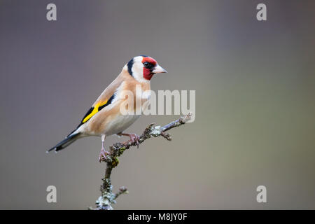 Nach goldfinch Vogel auf einem Zweig Stockfoto