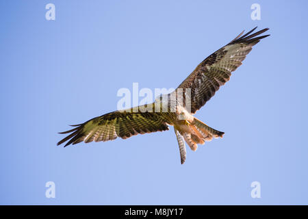 Red Kite hochfliegende über Kopf auf einem klaren blauen Himmel Tag Stockfoto