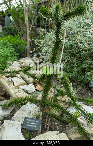 Monkey Puzzle Tree, Araucaria araucana, Muttart Conservancy, Edmonton, Kanada Stockfoto