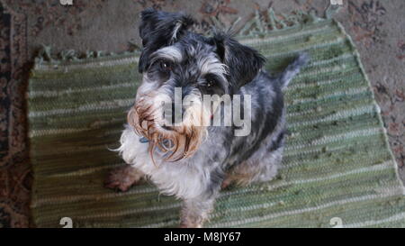 Mein Liebling Hund Monty. Zwergschnauzer sitzen auf einem alten grünen Teppich. Stockfoto