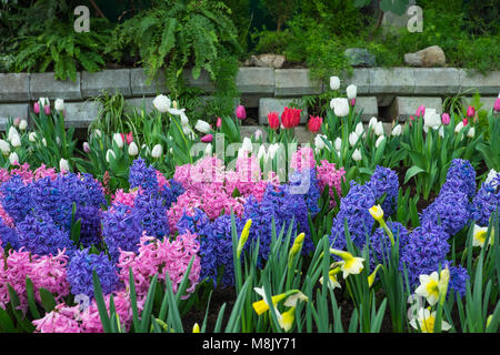 Spring Garden mit sortierten Blumen (Tulpen, Hyazinthen, Narzissen) und Wand Stockfoto