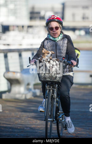 Frau reiten ihr Fahrrad, während ihr kleiner Hund im Korb sitzt. Stockfoto
