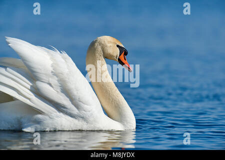 Schwan auf blauen See Wasser in sonniger Tag, Schwan auf Teich Stockfoto