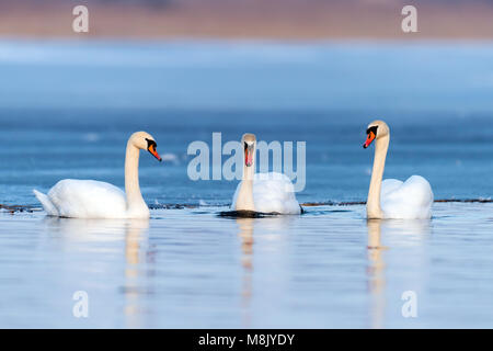 Drei Schwäne auf dem See. Swan Reflexion im Wasser Stockfoto