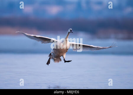 Höckerschwan Cygnus olor, ein Vogel im Flug am Abend Stockfoto