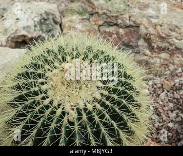 Golden barrel Kaktus, Mexiko, in der Wüste Landschaftsgestaltung Stockfoto