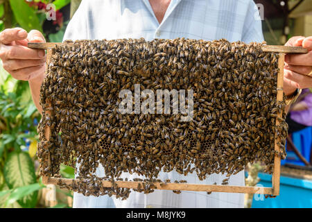 Ein älterer Mann hält eine Wabe in Bienen bedeckt, Vietnam Stockfoto