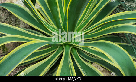 Agave desmettiana 'Variegata' schließen sich in einer Wüstenlandschaft Stockfoto