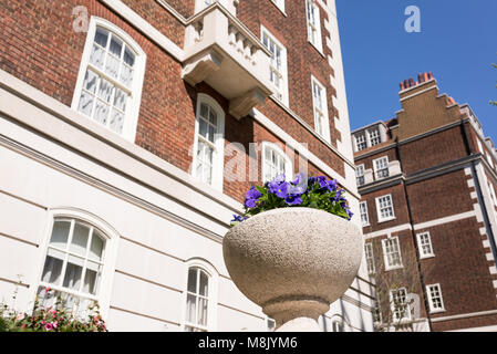 Topf mit violette Blume aus weißem Stein mit restaurierten luxuriösen viktorianischen Häusern, in roten und weißen Schlichten in Kensington und Chelsea, London, Großbritannien Stockfoto