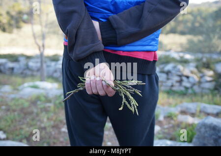 Wilder Spargel in den Händen Stockfoto