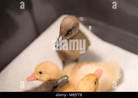 Baby Enten und Entenküken Stockfoto